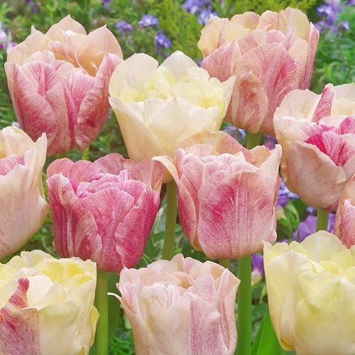 Dupla tulipán - Silk Road