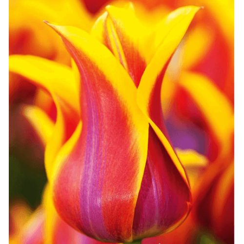 Liliomvirágú tulipán - Sonnet