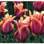 Liliomvirágú tulipán - Sonnet