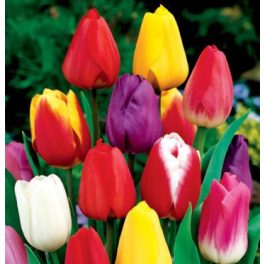 Szimpla tulipán színkeverék mix 