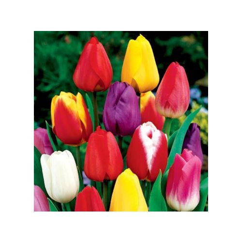Szimpla tulipán színkeverék mix 