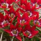Botanikai tulipán -Tiny Timo, pink, kék-fehér közepű tulipán