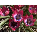 Botanikai tulipán -Tiny Timo, pink, kék-fehér közepű tulipán