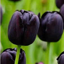 Tulipán Triumph Blue