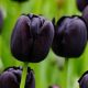 Tulipán Triumph Blue