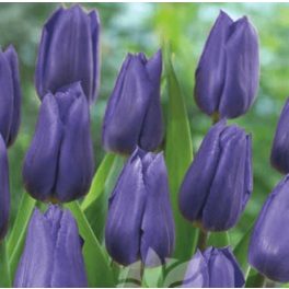 Tulipán Triumph Blue