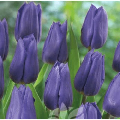 Tulipán Triumph Blue