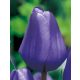 Tulipán Triumph Blue