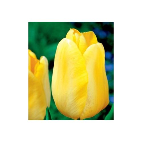 Tulipán Triumph Yellow
