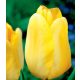 Tulipán Triumph Yellow