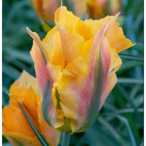 Viridiflora tulipán - Golden Artist