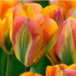 XXL Viridiflora tulipán - Orange Marmelade