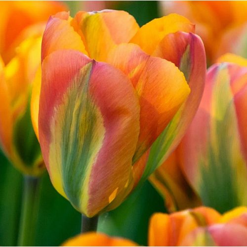 XXL Viridiflora tulipán - Orange Marmelade