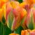 XXL Viridiflora tulipán - Orange Marmelade