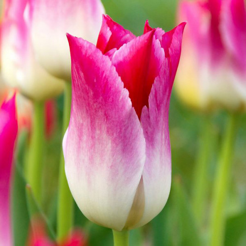 Liliomvirágú tulipán - Whispering Dream