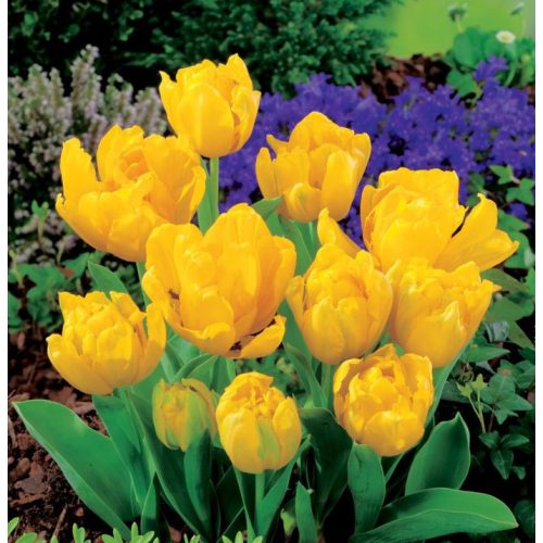 Dupla tulipán - Yellow Baby  - balkontulipán