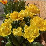 Balkontulipán - Yellow Baby  