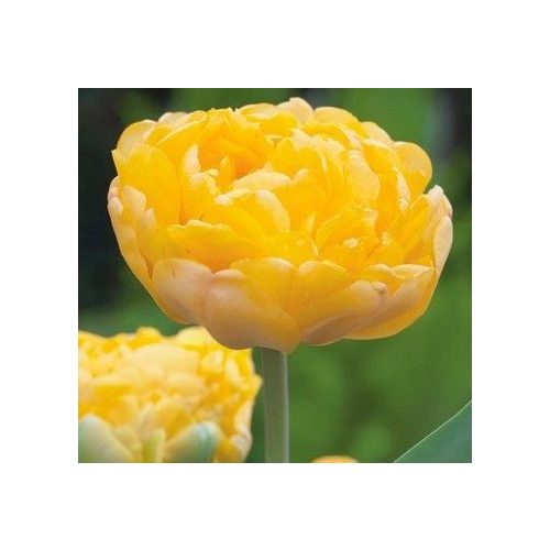 Bazsarózsa virágú tulipán - Yellow Margarita
