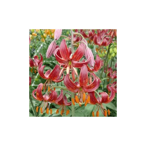 Turbánliliom Claude Shride - Lilium martagon Claude Shride