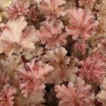 Tűzgyöngyvirág - Tűzeső - Heuchera Cappuccino