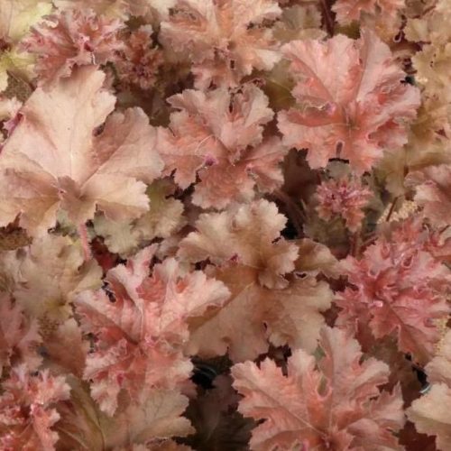 Tűzgyöngyvirág - Tűzeső - Heuchera Cappuccino