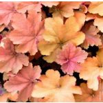 Tűzgyöngyvirág - Tűzeső - Heuchera Cappuccino