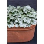 Tűzgyöngyvirág - Tűzeső - Heuchera Dale's Strain