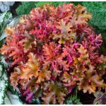 Tűzgyöngyvirág - Tűzeső - Zipper