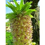 Üstökliliom - ananászliliom- Eucomis bicolor