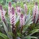 Üstökliliom - ananászliliom- Eucomis comosa
