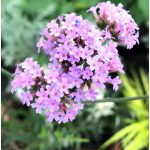 Ernyős verbéna Lollipop (vasfű)