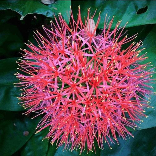 Vérvirág - Scadoxus multiflorus