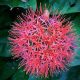 Vérvirág - Scadoxus multiflorus