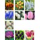 Virághagyma lasagne - márciustól májusig nyíló virághagyma csomag (63 db)