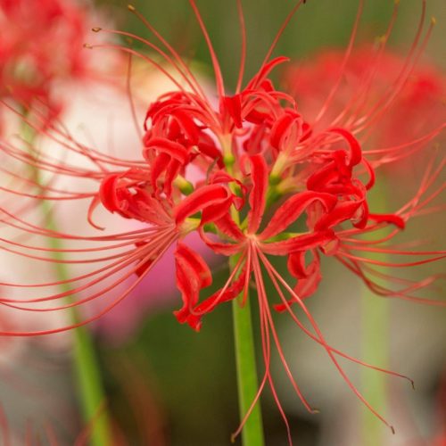 Vörös pókliliom,  japánamarillisz - Lycoris 