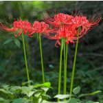 Vörös pókliliom,  japánamarillisz - Lycoris 