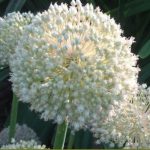 White Cloud díszhagyma