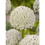 White Cloud díszhagyma