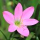Zefírvirág - Zephyranthes carinata
