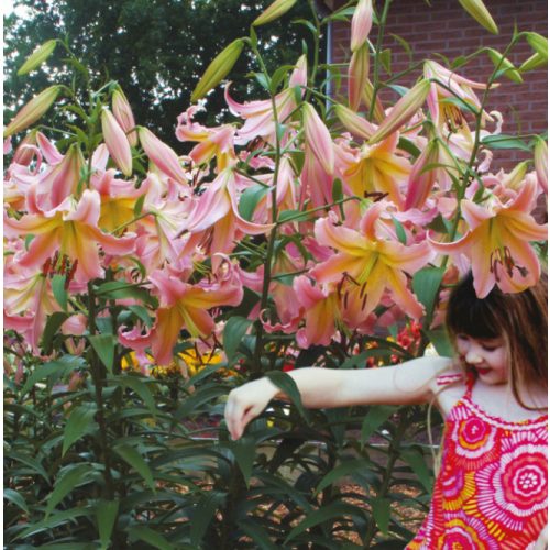 Rózsaszín óriás liliom - liliomfa - Pink Giant -extra nagy hagyma
