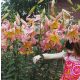 Rózsaszín óriás liliom - liliomfa - Pink Giant -extra nagy hagyma