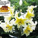 Óriás liliom - fehér liliomfa - extra nagy hagyma