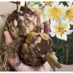 Óriás liliom - fehér liliomfa - extra nagy hagyma