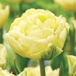 Dupla tulipán - Avant Garde