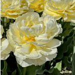 Dupla tulipán - Avant Garde