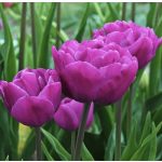 Bazsarózsa virágú tulipán - Backpacker