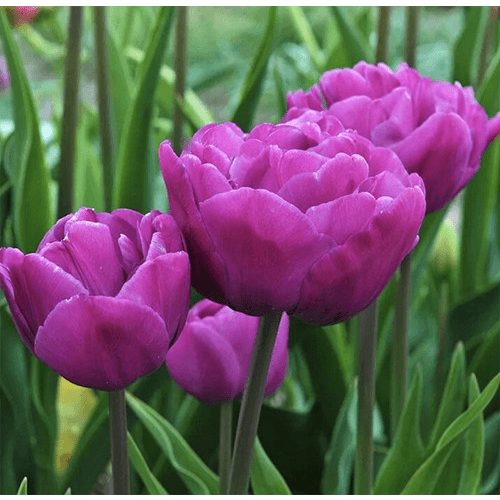 Bazsarózsa virágú tulipán - Backpacker