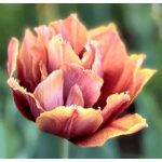 Bazsarózsa virágú tulipán - Callahan