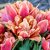 Bazsarózsa virágú tulipán - Callahan