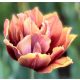 Bazsarózsa virágú tulipán - Callahan